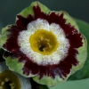 Primula Auricula Laverock Fancy - Abriachan Nurseries